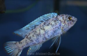 Labeotropheus trewavasae 'Chidunga Rocks'